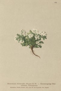 Hutchinsia brevicaulis