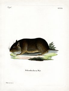 Ratto delle rocce cileno da German School