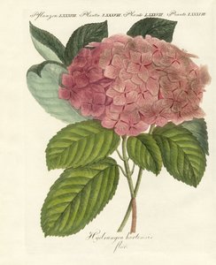 Fiori cinesi da German School