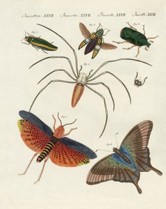 Insetti cinesi