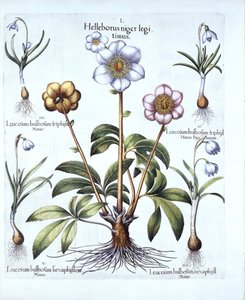 Rosa di Natale e varietà di bucaneve, da Hortus Eystettensis, di Basil Besler, pub. 1613 da German School