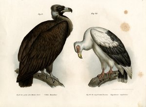 Avvoltoio cinereo, 1864 da German School