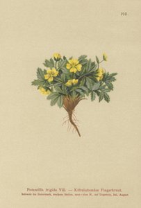 Cinquefoil (Potentilla frigida, Potentilla glacialis, Potentilla helvetica) da German School