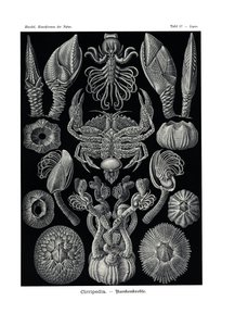Cirripedi