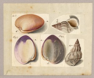Vongola e lumaca di mare: Venus Mercenaria Linnaei, Buccino glacioli Linnaei, 1785 da German School