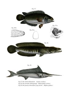Pesce arrampicatore da German School
