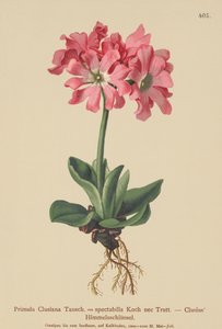 Primula clusiana (Primula Clusiana, Primula spectabilis) da German School