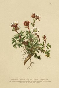 Cinquefoil di Clusius (Potentilla clusiana) da German School