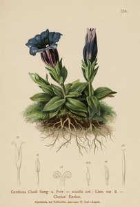 Genziana di Clusius (Gentiana Clusii, Gentiana acaulis) da German School