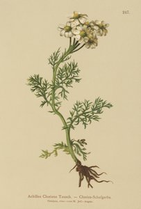 Achillea di Clusius da German School