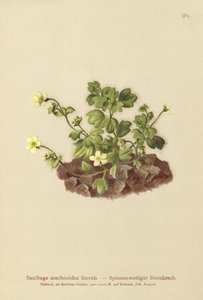 Sassifraga ragnatelosa (Saxifraga arachnoidea) da German School