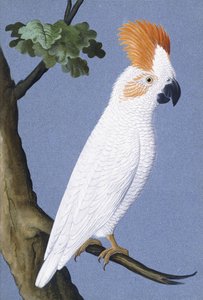 Cacatua, 1750-1800 da German School