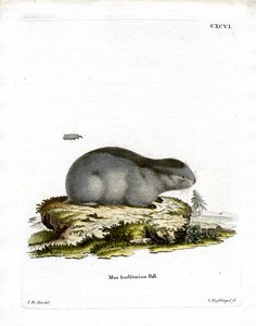 Lemming dal collare da German School