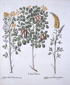 Albero di Colutea e varietà di Cytisus, da Hortus Eystettensis, di Basil Besler, pub. 1613 da German School
