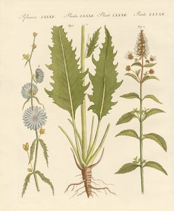 Piante commerciali e medicinali da German School