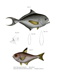 Abramide comune