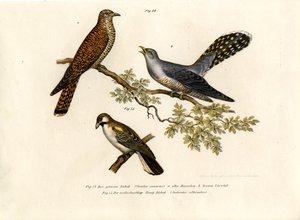Cuculo Comune, 1864 da German School