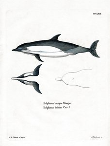 Delfino comune