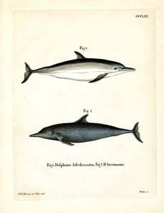 Delfino comune