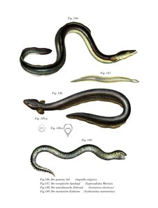Anguilla comune