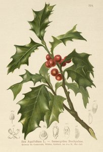 Agrifoglio comune