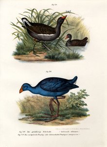 Gallinella d