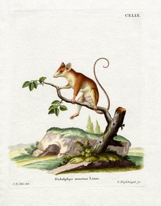 Opossum comune da German School