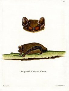 Pipistrello notturno comune da German School