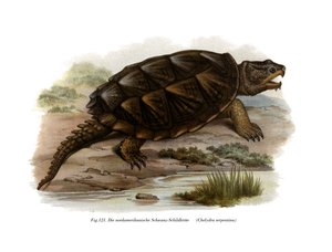 Tartaruga azzannatrice comune da German School