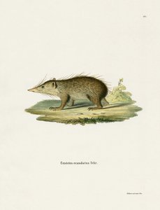 Tenrec comune da German School