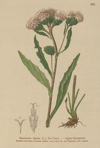 Saussurea comune (Saussurea alpina) da German School