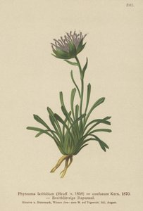 Raponzolo confuso (Phyteuma confusum, Phyteuma latifolium, Phyteuma hemisphaericum ssp. confusum, Phyteuma nanum) da German School