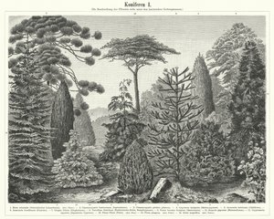 Alberi coniferi (incisione)