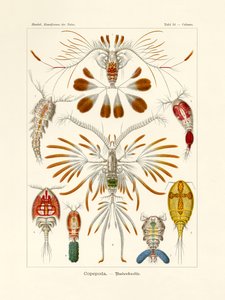 Copepodi da German School