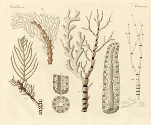 Polipi di corallo