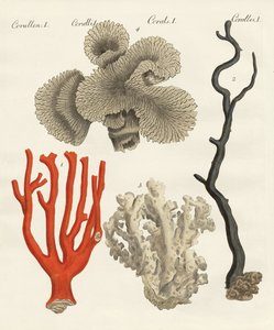 Coralli