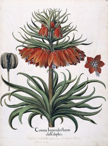 Corona Imperialis Florum, 1613 da German School