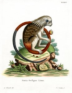 Tamarino dal Ciuffo di Cotone