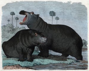 Coppia di ippopotami. In "Wenn Jemand eine Reise thut, so kann er was erzahlen", racconto tedesco di Franz Wiedemann