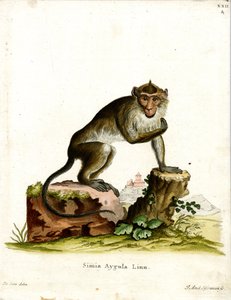 Macaco Mangia Granchi da German School
