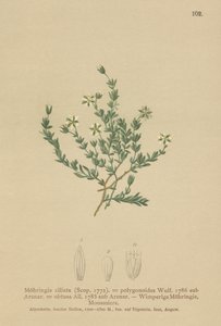Moehringia ciliata da German School