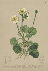 Ranuncolo crenato (Ranunculus crenatus) da German School