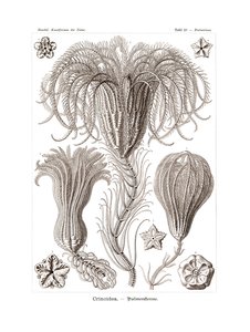 Crinoidi da German School
