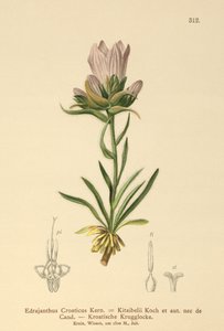 Campanula erbosa croata (Edrajanthus Croaticus, Edraianthus croaticus, Edraianthus Kitaibellii, Edraianthus graminifolius, Edraianthus albanicus, Wahlenbergia graminifolia) da German School