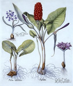 Arum maculatum, colchico primaverile, giacinto stellato, da Hortus Eystettensis, di Basil Besler, pub. 1613