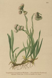 Gnaphalium carpatico da German School