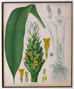 Curcuma longa (curcuma) da Piante Medicinali di Kohler di Franz Eugen Kohler da German School