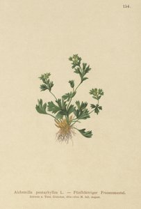 Mantello della signora a foglie tagliate (Alchemilla pentaphyllea) da German School