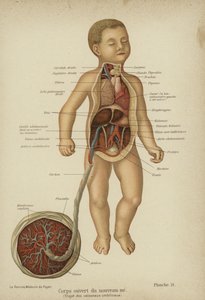 Diagramma a spaccato che mostra gli organi interni di un neonato e il suo cordone ombelicale da German School
