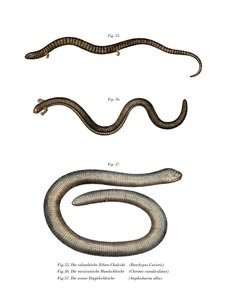 Bachia di Cuvier
